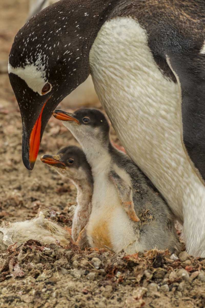 Saunders Island Gentoo penguin adult with chicks